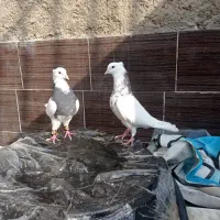 طوقی هفت رنگ