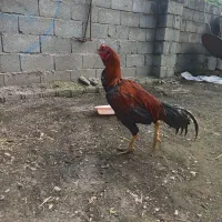 خروس لاری اصل|پرنده|حویق, |دیوار