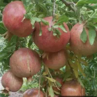 فروش انار باغ ، سرکرد