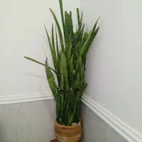 فروش سانسوریابزرگ