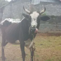 گاو چالوسی