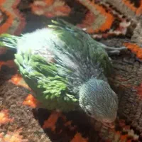 جوجه ملنگو
