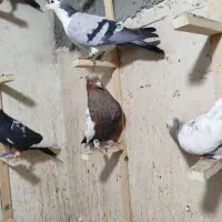 15 عدد همه چی هست