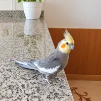 عروس هلندی نر