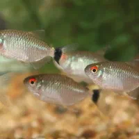 تترا چشم چراغی و شارک دم قرمز