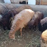 فروش گوسفند ماده ونر|حیوانات مزرعه|سمنان, |دیوار