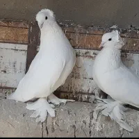 دو جفت کبوتر یاهو اصیل|پرنده|قم, آزادگان|دیوار