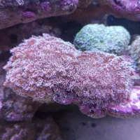 مرجان|ماهی|کرج, کوی امامیه|دیوار