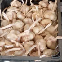سیر بذری