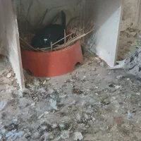 کبوتر|پرنده|بندر دیر, |دیوار