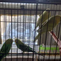 مرغ عشق|پرنده|شیراز, گود عربان|دیوار