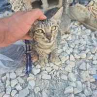 گربه|گربه|برازجان, |دیوار