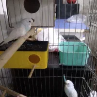 دو جفت مرغ عشق با۲ تا جوجه|پرنده|نقده, |دیوار