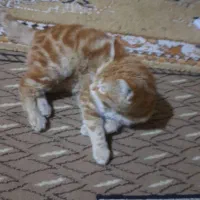 گربه بنام انور|گربه|حمیدیه, |دیوار