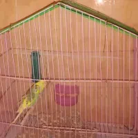 مرغ عشق باقفس
