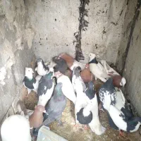 ۱۶تا کفتر معامله با ارزن یا گندم|پرنده|شیراز, گویم|دیوار