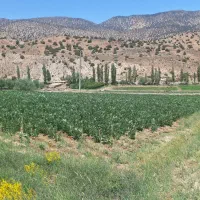 زمین کشاورزی .باغ