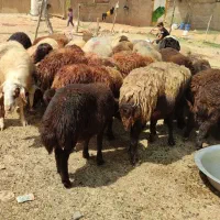 فروش میش ،بز آبستن