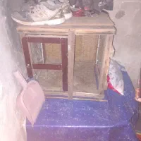 قفس سالم سالم