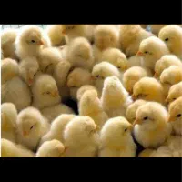 جوجه گوشتی نژاد راس