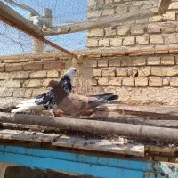 نر وماده سرور|پرنده|آران و بیدگل, |دیوار