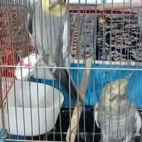 عروس هلندی|پرنده|نجفآباد, صالح آباد|دیوار