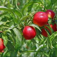 فروش انواع نهال های شلیل