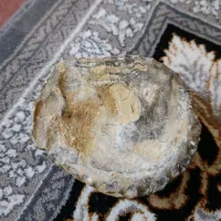 فسیل
