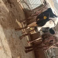 5راس گوساله ماده و نر
