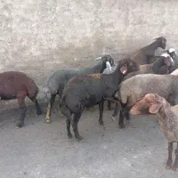 گوسفند داشتی