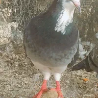 فروش کفتر
