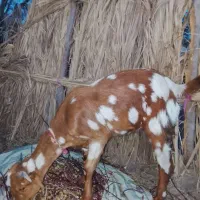 بزعاله یکسال فروشی قیمت۱۱میلیون مخصوص مالداری