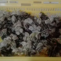 جوجه بلدرچین