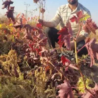 نهال موندرآپ با فاکتور و ضمانت کتبی