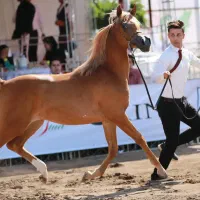 فروش مادیون عرب خالص ایرانی اصیل