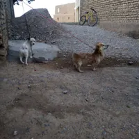 سگ پا کوتاه|سگ|مشهد, خواجه ربیع|دیوار