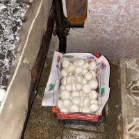 پرورش قارچ خوراکی/مشاوره اولیه کامل