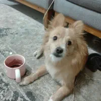 واگذاری سگ پامرین،اسپیتز|سگ|سیرجان, |دیوار