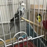 مرغ‌عشق انگلیسی