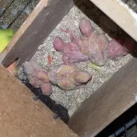 طوطی کوتوله برزیلی مولد رو تخم سخنگو