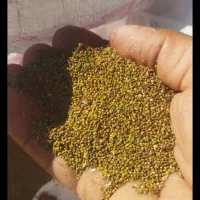 بذر شبدر هفت چین به شرط