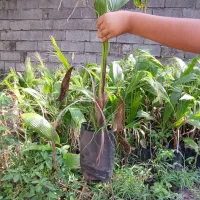 فروش گل و گیاه|گل و گیاه طبیعی|رودسر, |دیوار