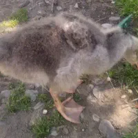 غازمحلی سالم خوش خوراک