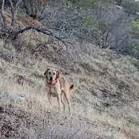 فروش سگ نژاد دار|سگ|دشت ذهاب, |دیوار