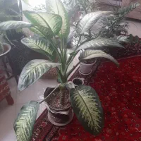 گل طبیعی آپارتمانی  .تعویض با تخت سنتی|گل و گیاه طبیعی|اصفهان, لاله|دیوار