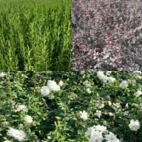 فروش عمده گل های فصلی ( زرشک نسترن سفید رزماری )