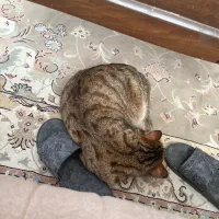 گربه خونگی|گربه|گلبهار, شهر جدید گلبهار|دیوار