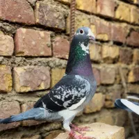 مجسمه|مجسمه، تندیس، ماکت|زابل, |دیوار