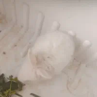 خرگوش