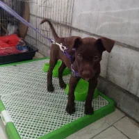 توله پیتبول ماده|سگ|کرج, بنیاد|دیوار